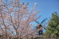 Ancient windmill with blades visible through blooming cherry tree branches. Wooden wind mill captured through Sakura pink flowers