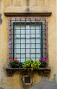 Ancient window of historic palace with flower seedlings Royalty Free Stock Photo