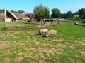 Ancient wood houses, ancient fence and furry pigs, open-air museum, archeoskanzen Modra