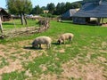 Ancient wood houses, ancient fence and hairy pigs, open-air museum, archeoskanzen Modra