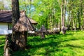 Ancient wooden beehives in old rural apiary Royalty Free Stock Photo