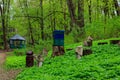 Ancient wooden beehives in old rural apiary Royalty Free Stock Photo