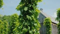 Ancient wooden building, in the foreground hops plants. Brewing concept