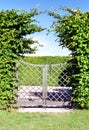 Ancient wooden grate gate in green trees hedge around.