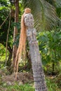 Ancient wooden statue in jungle. Old religious totem. Shaman column in temple, Asia. Traditional shaman symbol.