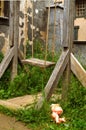 Ancient wooden teeter on ropes near the building without children.