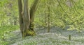 Deciduous woodland with a carpet of wild flowers in spring