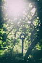 Ancient wrought iron key hanging between branches.