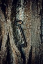 Ancient wrought iron key on tree bark.