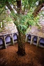 Ancient yew tree in center of Muckross Abbey, Killarney, Co. Kerry in Ireland Royalty Free Stock Photo