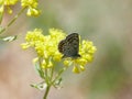 Ancilla Blue Butterfly Royalty Free Stock Photo