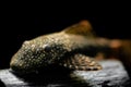 Ancistrus cirrhosus, the Jumbie teta species of armored catfish, antenna catfish underwater view in freshwater aquarium closeup