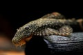 Ancistrus cirrhosus, the Jumbie teta species of armored catfish, antenna catfish underwater view in freshwater aquarium closeup