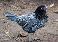 Ancona chicken Royalty Free Stock Photo