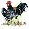 Ancona Chicken breed. Poultry farming. domestic farm bird Royalty Free Stock Photo