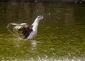 A Ancona duck having bath