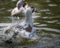 A Ancona duck pouring water