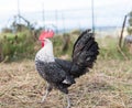 Ancona rooster walking