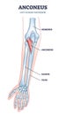 Anconeus as left elbow posterior view medical description in outline diagram