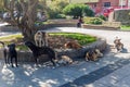 ANCUD, CHILE - MARCH 20, 2015: Stray dogs on Plaza de Armas square in Ancud, Chiloe island, Chil