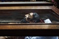 Andahuaylas peru,interior church of with catholic religious sculpture Christ lying on the urn inside san pedro churh .Apurimac