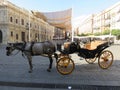 Andalucia, andalusia, andalusia spain, animal, animal rights, beautiful horse, black, carriage horse, carries, cart, city, drawn c Royalty Free Stock Photo