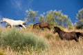 Andalucian horses wander on a hillside, Sedella, Spain.