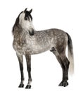 Andalusian, 7 years old, looking back, also known as the Pure Spanish Horse Royalty Free Stock Photo