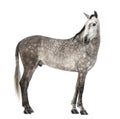 Andalusian, 7 years old, looking back, also known as the Pure Spanish Horse or PRE Royalty Free Stock Photo