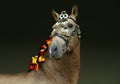 Andalusian bay horse portrait with a bridle of national colors