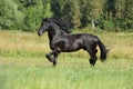 Andalusian bay horse with classic bridle in light background Royalty Free Stock Photo