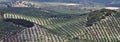 Andalusian countryside landscape with olive trees, grass and holm oaks