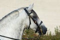 Andalusian dapple gray saddle horse portrait against nature background Royalty Free Stock Photo