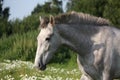 Andalusian gray young horse portrait in summer