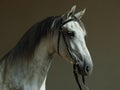 Andalusian grey horse with classic bridle in dark stable Royalty Free Stock Photo