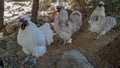 Andalusian hens in procession Royalty Free Stock Photo