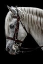 Andalusian horse