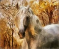 Andalusian horse Royalty Free Stock Photo