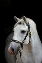 Andalusian horse on black Royalty Free Stock Photo