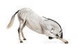 Andalusian horse bowing Royalty Free Stock Photo