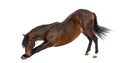 Andalusian horse bowing Royalty Free Stock Photo