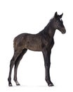 Andalusian horse foal on white background Royalty Free Stock Photo