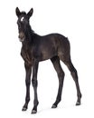 Andalusian horse foal on white background Royalty Free Stock Photo