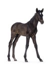 Andalusian horse foal on white background Royalty Free Stock Photo