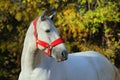 Andalusian horse into forest ranch in autumn evening Royalty Free Stock Photo