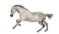 Andalusian horse galloping Royalty Free Stock Photo