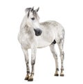 Andalusian horse Royalty Free Stock Photo