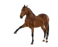 Andalusian horse with a leg up Royalty Free Stock Photo