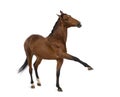 Andalusian horse with a leg up Royalty Free Stock Photo