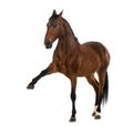 Andalusian horse with a leg up Royalty Free Stock Photo